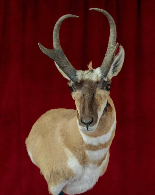 Pronghorn antelope shoulder mount — Nevada