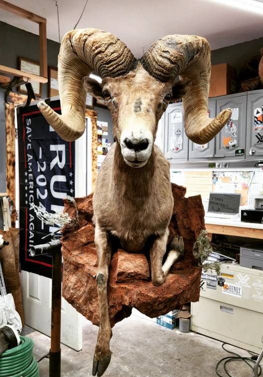 Bighorn sheep shoulder mount — Nevada