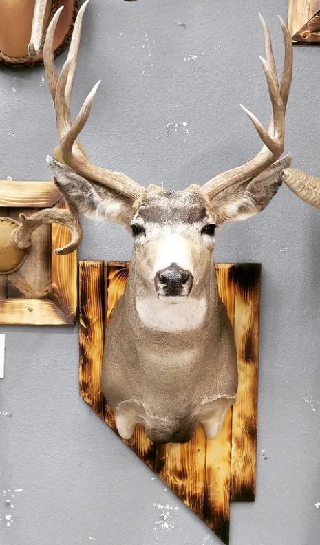 Mule deer shoulder mount — Nevada buck