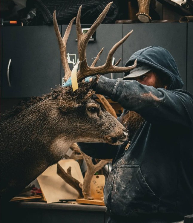 Deer mount by Coots Taxidermy