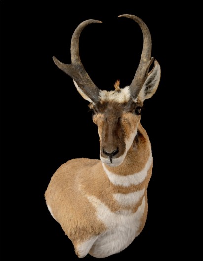 Antelope mount — Coots Taxidermy