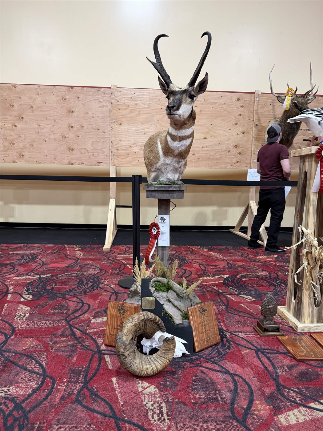 Award-winning antelope mount display