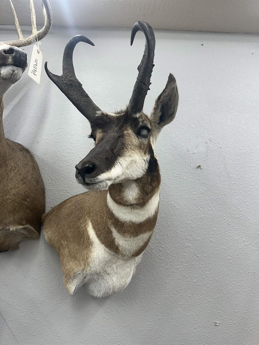 Close-up of an antelope wall mount