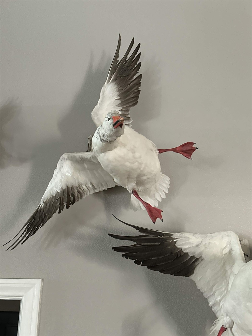 Snow goose wall mount