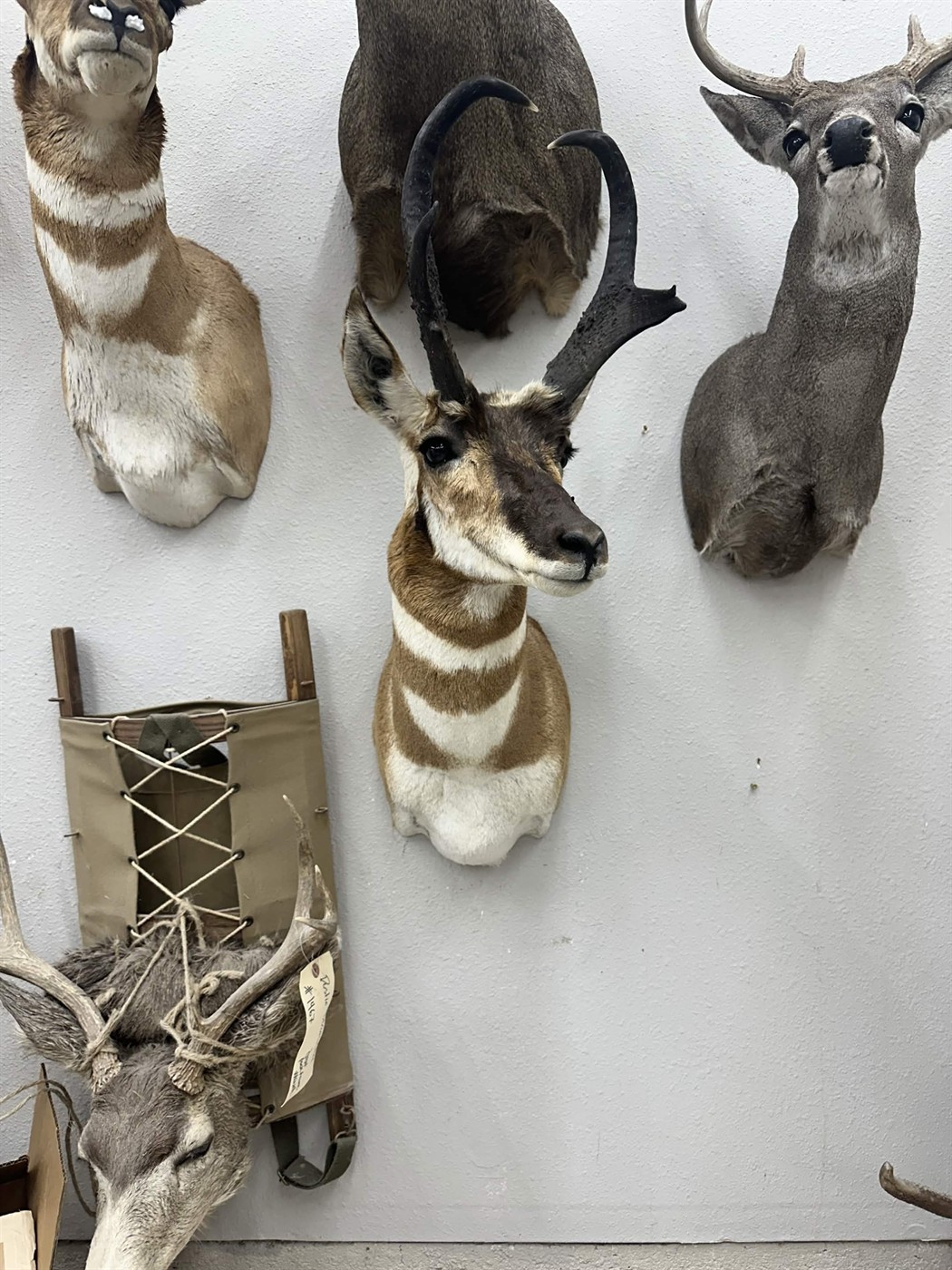 Antelope wall mount collection in the studio