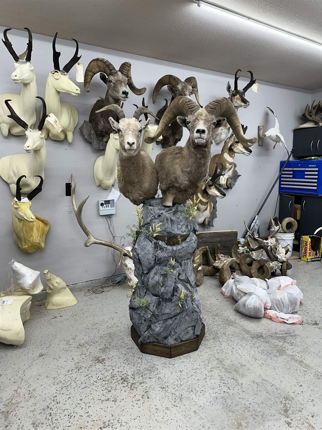 Bighorn sheep mounts displayed in the shop