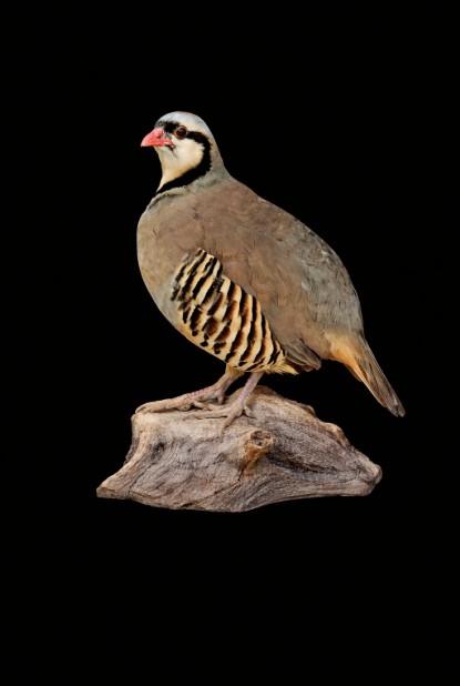 Black chukar partridge full mount