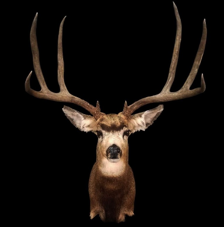 Black mule deer shoulder mount