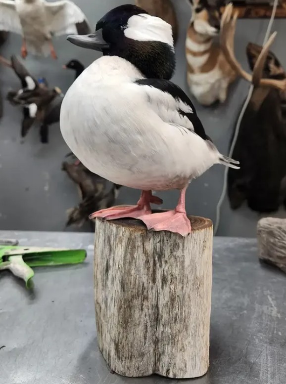 Bufflehead duck full mount