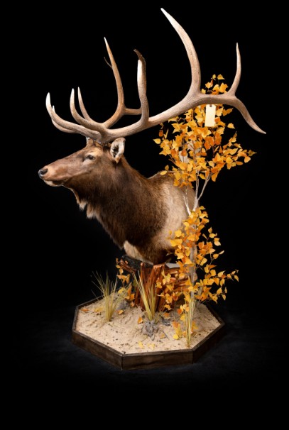 Bull elk mount — Coots Taxidermy