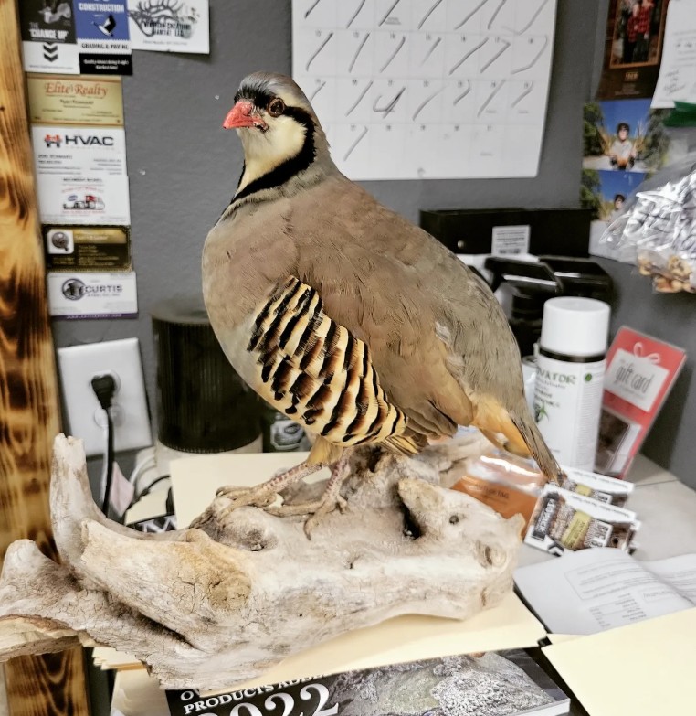 Chukar partridge full mount