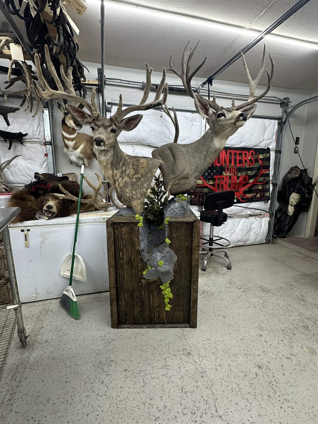 Two mule deer pedestal mounts in the studio
