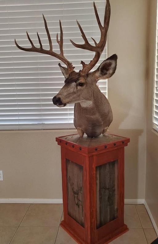 Mule deer shoulder mount — Coots Taxidermy