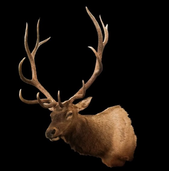 Elk shoulder mount — Coots Taxidermy