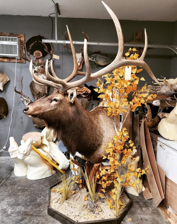 Rocky Mountain bull elk shoulder mount