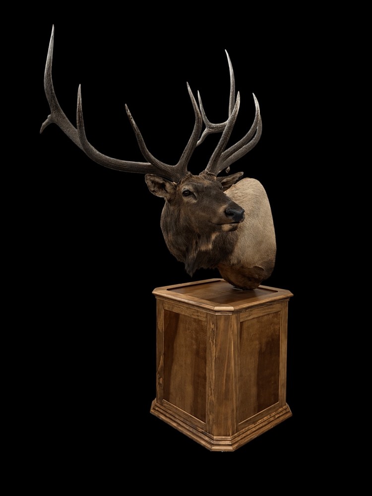 Award-winning elk pedestal mount on black background