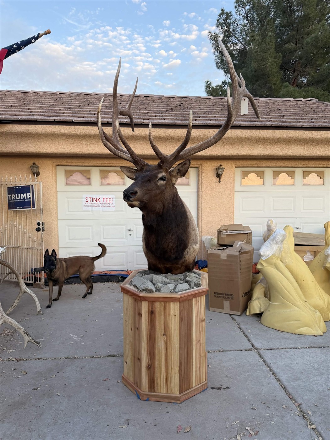 Bull elk pedestal mount outdoors