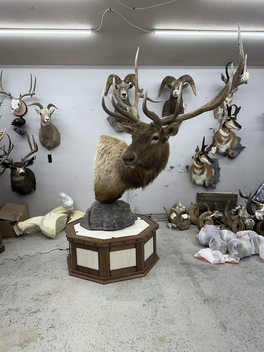 Elk shoulder mount displayed in the shop