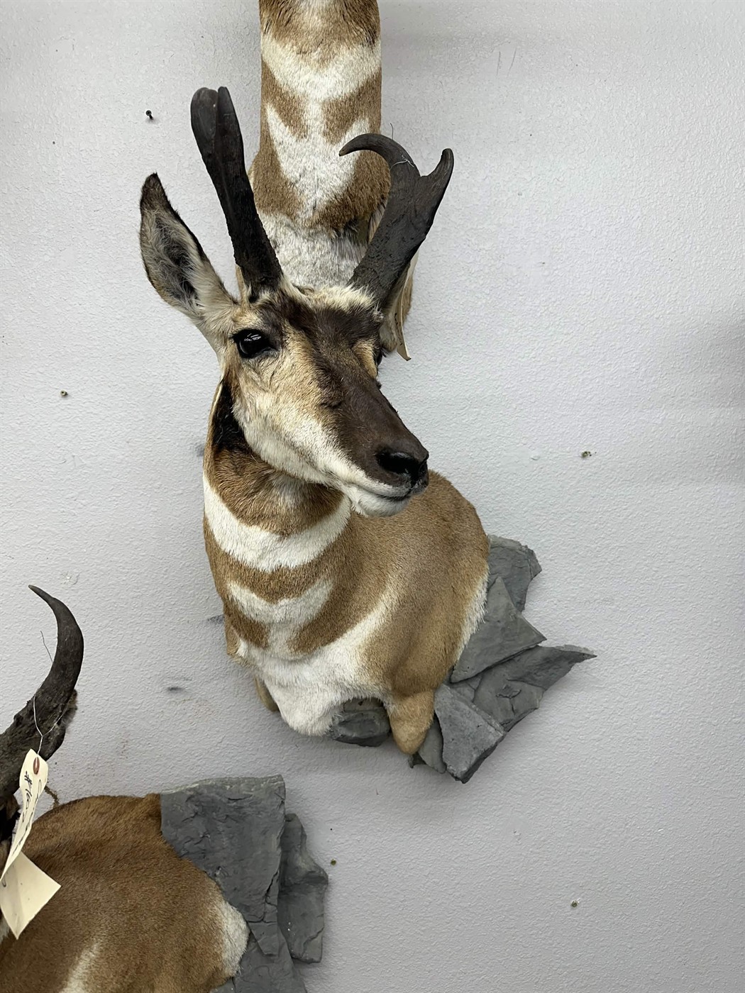 Antelope and trophy mounts displayed in the shop