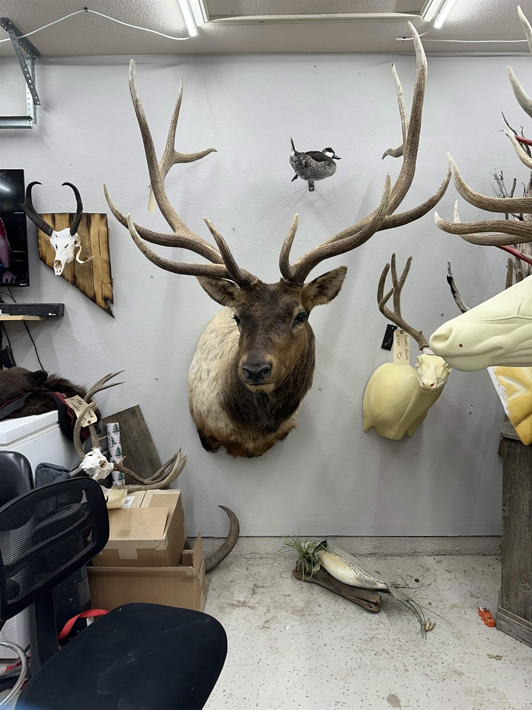 Large elk wall mount in the taxidermy shop