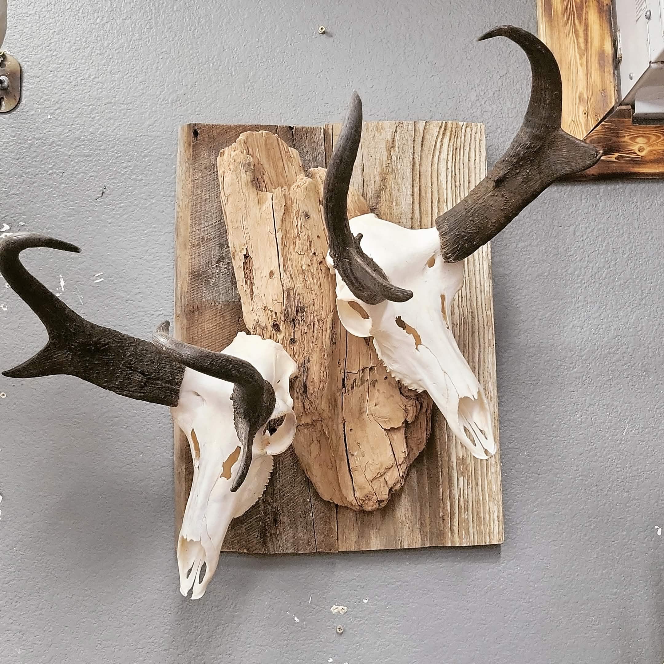 Antelope European skull mounts on rustic wood panels