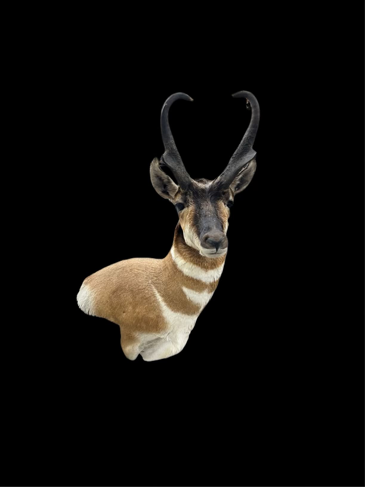 Antelope wall mount