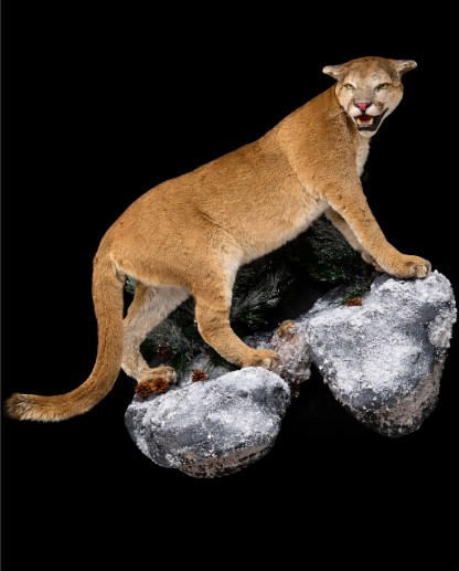 Mountain lion mount — Coots Taxidermy