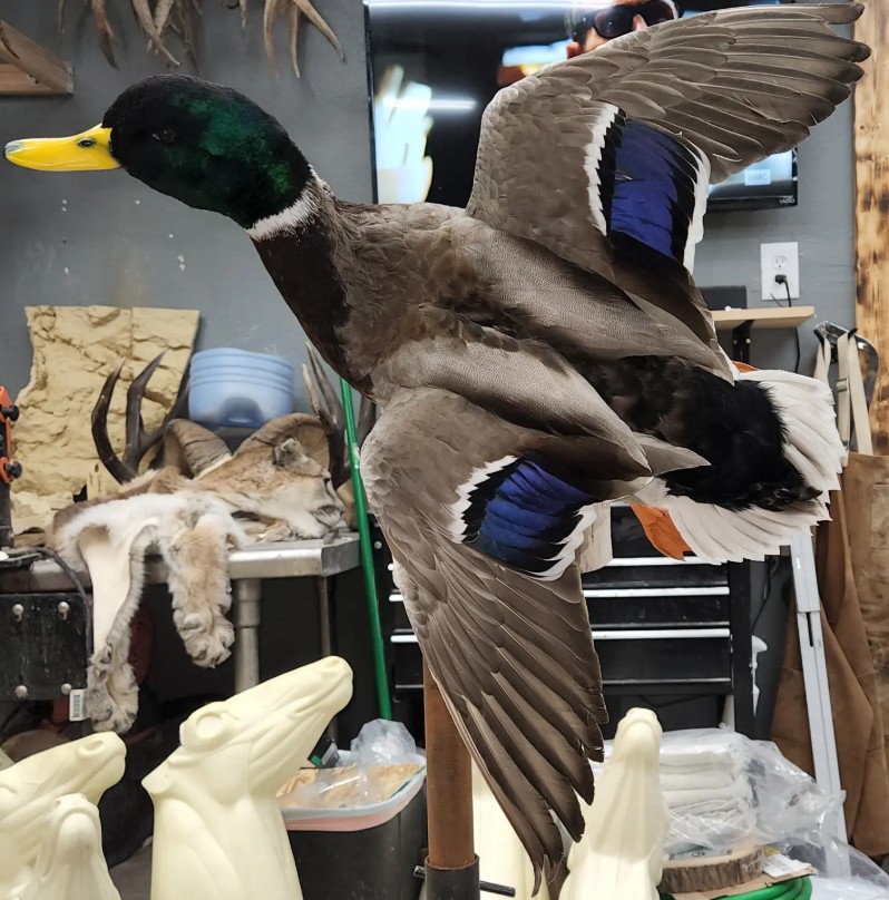 Mallard duck full mount
