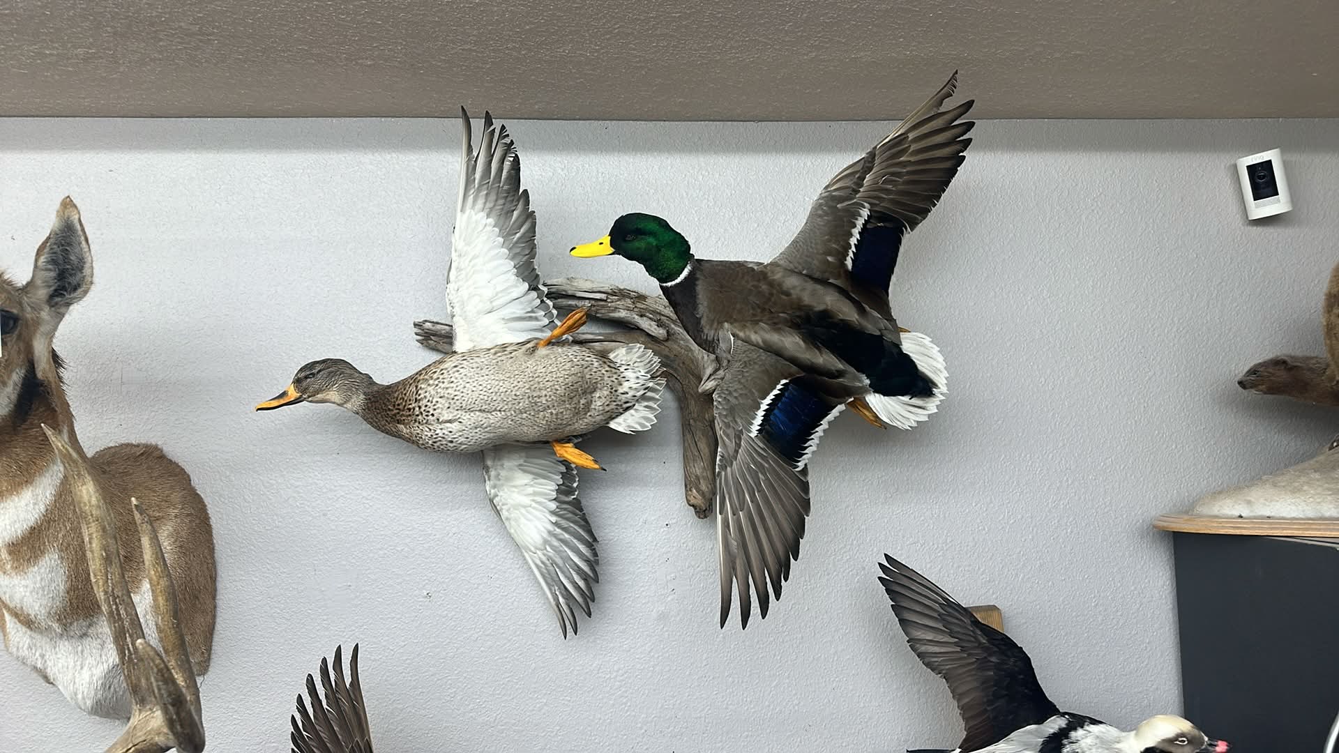 Pair of mallard duck wall mounts