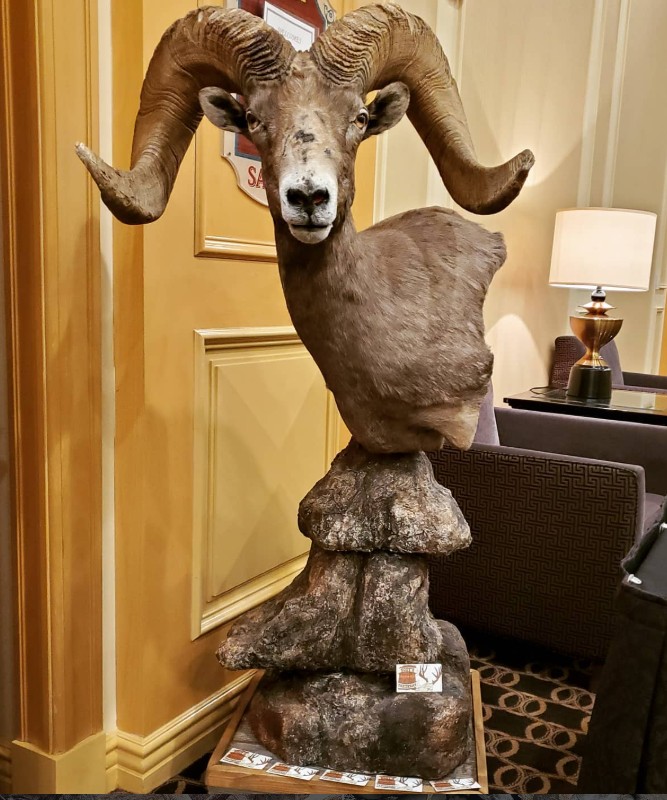 Bighorn sheep mount — Coots Taxidermy