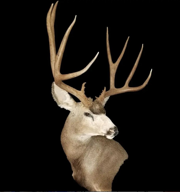 Mule deer shoulder mount