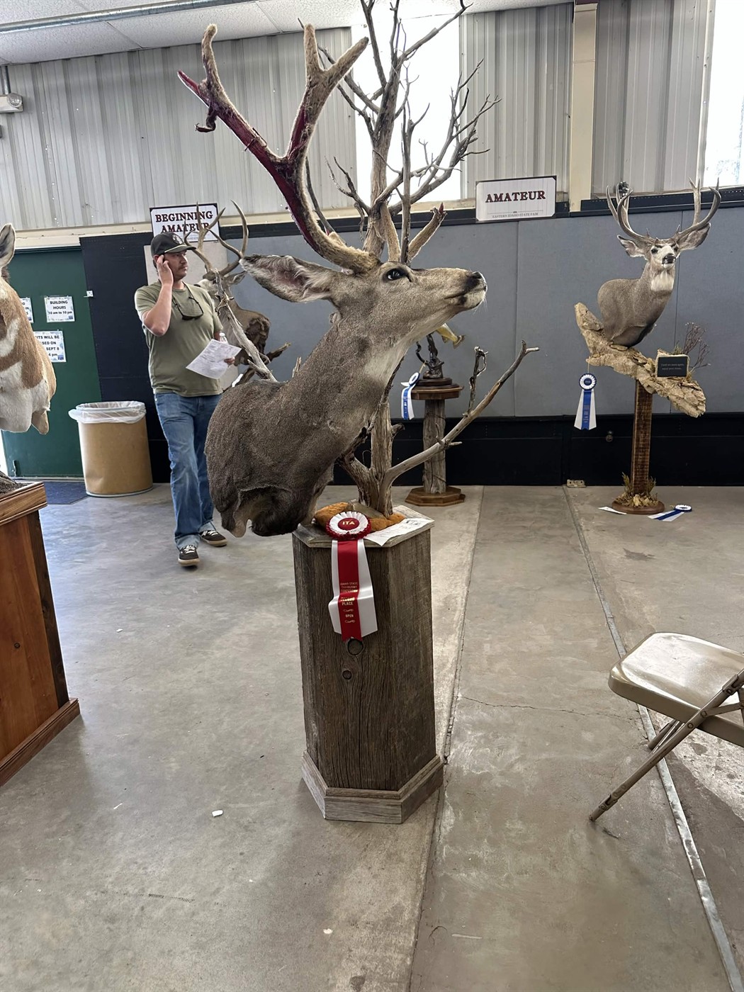 Mule deer competition mount by Coots Taxidermy