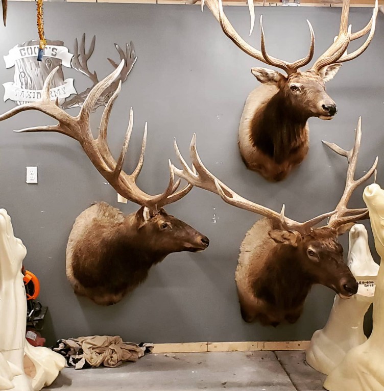 Multiple elk mounts — studio display