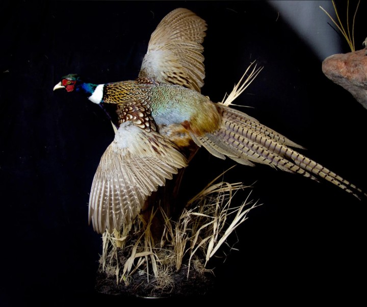 Ring-necked pheasant full mount