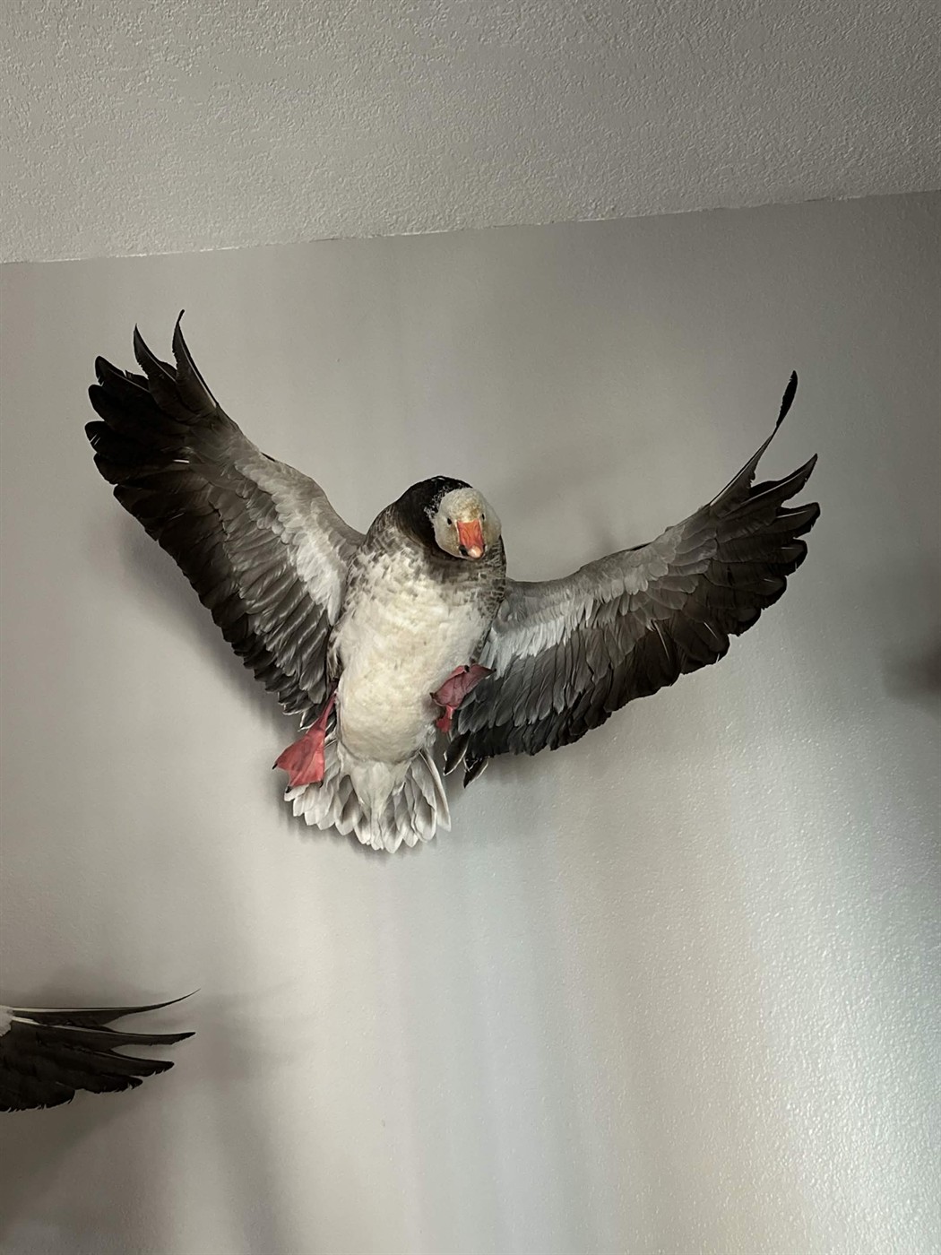 Snow goose wall mount in flight