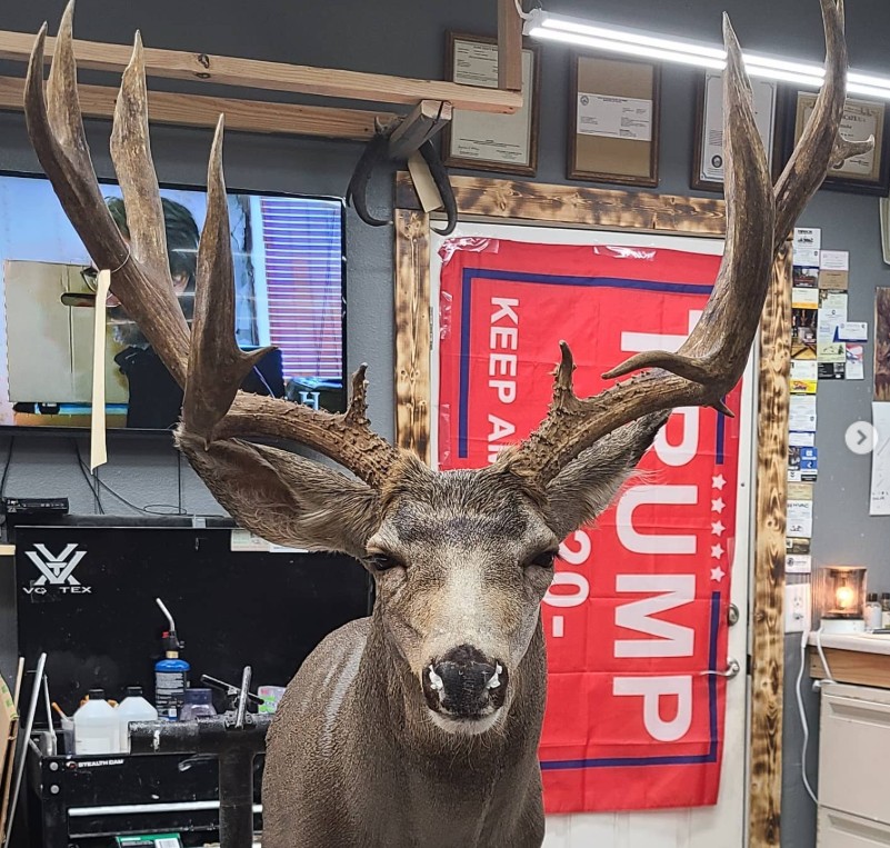 Trophy deer mount — Coots Taxidermy