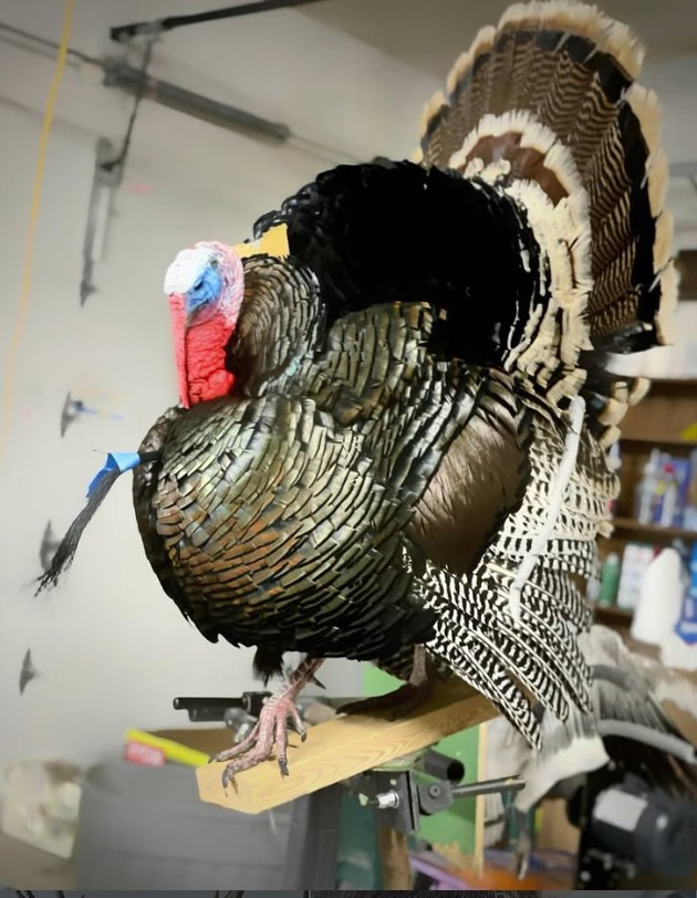 Wild turkey full mount